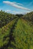 image of  painting of view down vineyard 